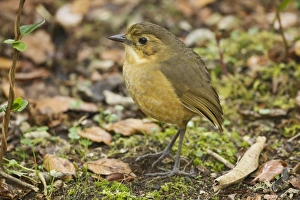 Equatorial Prints: Tawny Antpitta (Grallaria quitensis) adult