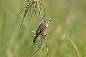 Thraupidae Prints: Tawny-bellied Seedeater (Sporophila hypoxantha) adult male
