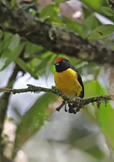 Finch Prints: Tawny-capped Euphonia (Euphonia anneae rufivertex) adult male