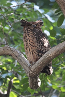 Himalayan Prints: Tawny Fish-owl (Ketupa flavipes) adult