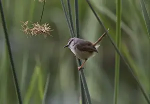 Delta Prints: The Tawny-flanked Prinia (Prinia subflava) is a small passerine bird belonging to the genus Prinia in the family