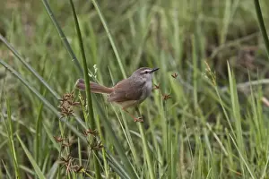 The Tawny-flanked Prinia (Prinia subflava) is a small passerine bird belonging to the genus Prinia in the family