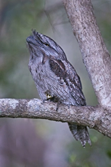 Frogmouths Prints: Tawny Frogmouth (Podargus strigoides) adult