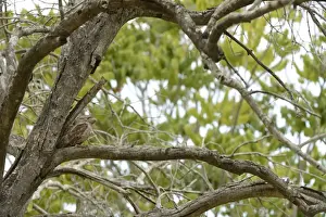Tawny Frogmouth (Podargus strigoides) adult female, resting in fork of tree, Queensland, Australia, November