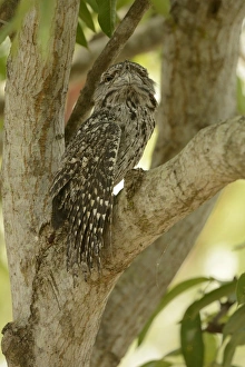 Stretching Prints: Tawny Frogmouth (Podargus strigoides) adult male