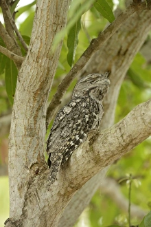 Tawny Frogmouth (Podargus strigoides) adult male, with eyes closed, sitting in fork of tree, Queensland, Australia