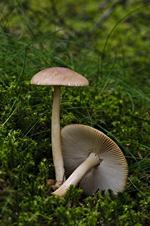 Mosses Prints: Tawny Grisette (Amanita fulva) fruiting bodies