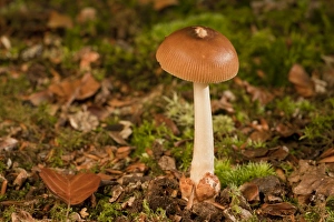 Hampshire Prints: Tawny Grisette (Amanita fulva) fruiting body