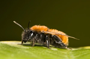 Belvedere Prints: Tawny Mining Bee (Andrena fulva) adult