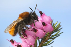 Tawny Mining Bee (Andrena fulva) adult, on flowering heather, Leicestershire, England, April