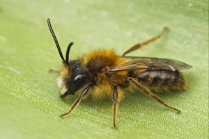 Tawny Mining Bee (Andrena fulva) adult male, resting on leaf, Leicestershire, England, april