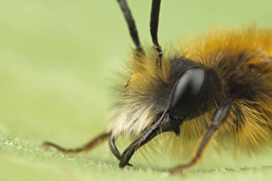 Tawny Mining Bee (Andrena fulva) adult male, close-up of head, Leicestershire, England, april