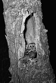 Owls Prints: Tawny Owl at nest hicking Norfolk 1942