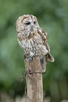 Tawny Owl (Strix aluco) adult, with Bank Vole (Clethrionomys glareolus) prey in talons, perched on fencepost, England