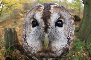 Tawny Owl (Strix aluco) adult, close-up of head, Kent, England, autumn