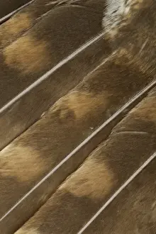 Tawny Owl (Strix aluco) adult, close-up of wing feathers, Sheffield, South Yorkshire, England, april