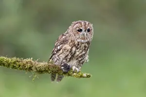 Tawny Owl (Strix aluco) adult, with Common Shrew (Sorex araneus) prey in talons, perched on mossy branch