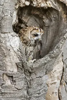 Tawny Owl (Strix aluco) adult, feeding on Common Shrew (Sorex araneus) prey, perched in hollow tree trunk, England