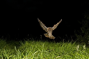 Owls Prints: Tawny Owl (Strix aluco) adult, in flight, hunting at night, Shropshire, England, August