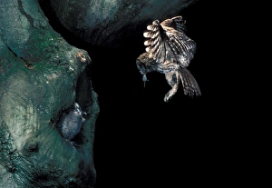 Tawny Owl (Strix aluco) adult, in flight, with food in beak, young at nesthole in tree, England