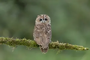 Tawny Owl (Strix aluco) adult, with head turned looking over shoulders, perched on mossy branch, September (captive)