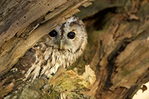 Hollow Prints: Tawny Owl (Strix aluco) adult, at hole in birch tree