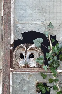 Tawny Owl (Strix aluco) adult, looking out from broken glass at window, Gloucestershire, England, january (captive)