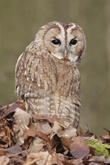 Special Prints: Tawny Owl (Strix aluco) adult male