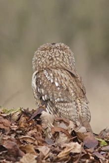 Floor Prints: Tawny Owl (Strix aluco) adult male