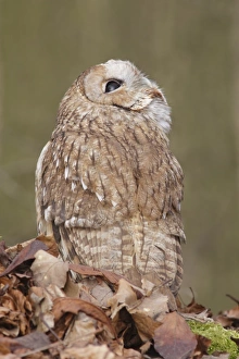 Floor Prints: Tawny Owl (Strix aluco) adult male