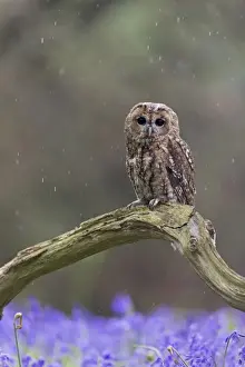 Tawny Owl (Strix aluco) adult, perched on fallen branch amongst Bluebell (Hyacinthoides non-scripta)