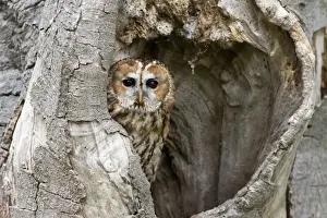 Tawny Owl (Strix aluco) adult, perched in hollow tree, Suffolk, England, May (captive)