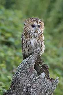 Tawny Owl (Strix aluco) adult, perched on hollow tree stump, August (captive)