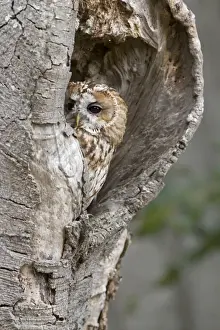 Tawny Owl (Strix aluco) adult, perched in hollow tree trunk, England, August (captive)