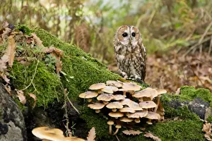 Tawny Owl (Strix aluco) adult, perched on mossy log with Sulphur Tuft Fungi (Hypholoma fasciculare), Suffolk, England