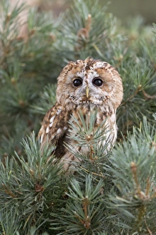 Pines Prints: Tawny Owl (Strix aluco) adult, perched in pine tree, England, August (captive)