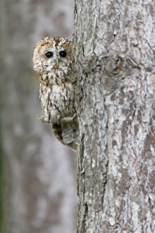 Owls Prints: Tawny Owl (Strix aluco) adult, perched against pine trunk, England, August (captive)