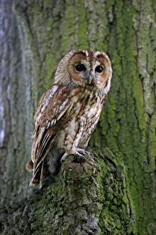 Captive Prints: Tawny Owl (Strix aluco) adult, perched on tree trunk, Surrey, England, July (captive)