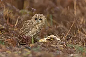 Tawny Owl (Strix aluco) adult, standing on stump beside fungi, Suffolk, England, November (captive)