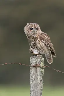 Tawny Owl (Strix aluco) adult, with Wood Mouse (Apodemus sylvaticus) prey in talons, perched on fencepost