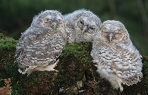 Cute Prints: Tawny Owl (Strix aluco) three chicks, sitting on log, Hampshire, England