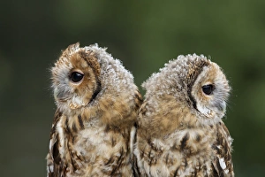 Tawny Owl (Strix aluco) two chicks, nearly fledged, close-up of heads, South Yorkshire, England, july