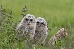 Chicks Prints: Tawny Owl (Strix aluco) two chicks, standing on log, Suffolk, England, May (captive)