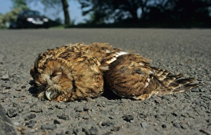 Corpses Prints: Tawny Owl (Strix aluco) dead adult, roadkill casualty on road, South Yorkshire, England