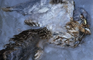 Corpses Prints: Tawny Owl (Strix aluco) dead adult, frozen in ice, Derbyshire, England, winter