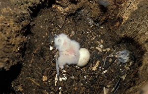 Tawny Owl (Strix aluco) Egg and chick in nest