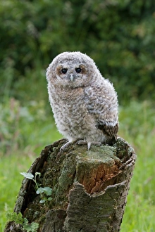 Tawny Owl (Strix aluco) fledgling chick, standing on stump, Suffolk, England, may