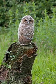 Fledglings Prints: Tawny Owl (Strix aluco) fledgling chick, standing on stump, Suffolk, England, may
