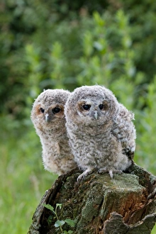 Fledglings Prints: Tawny Owl (Strix aluco) two fledgling chicks, standing on stump, Suffolk, England, may