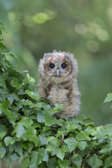 Tawny Owl (Strix aluco) juvenile, perched amongst ivy, August (captive)